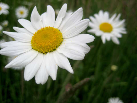 Image of Oxeye Daisy