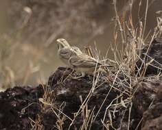 Image of Grey-necked Bunting