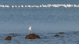 Image of Common Greenshank