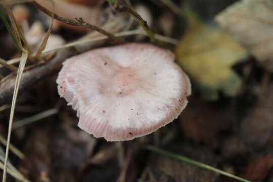 Image of Mycena rosea Gramberg 1912