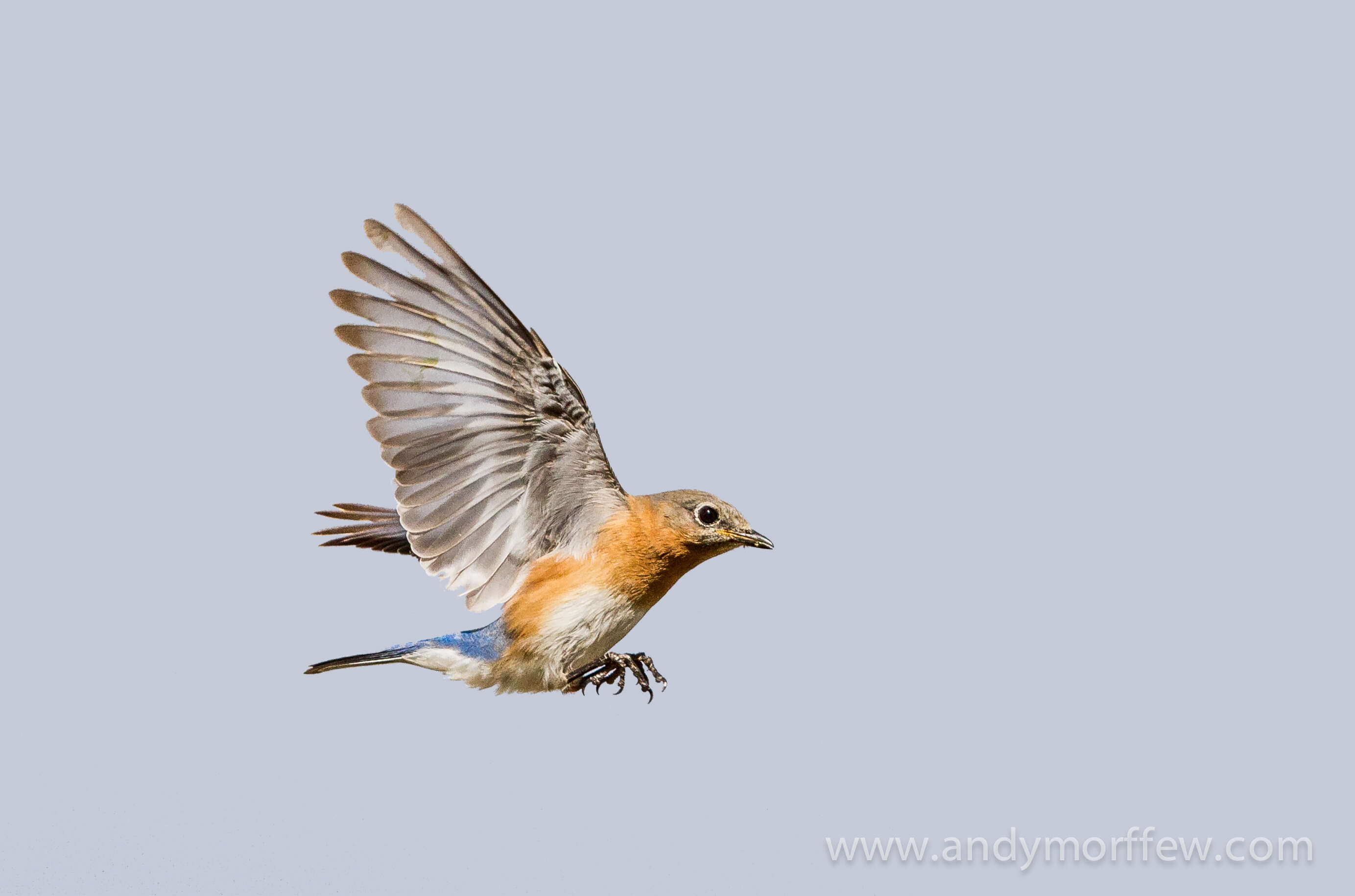 Image of Eastern Bluebird