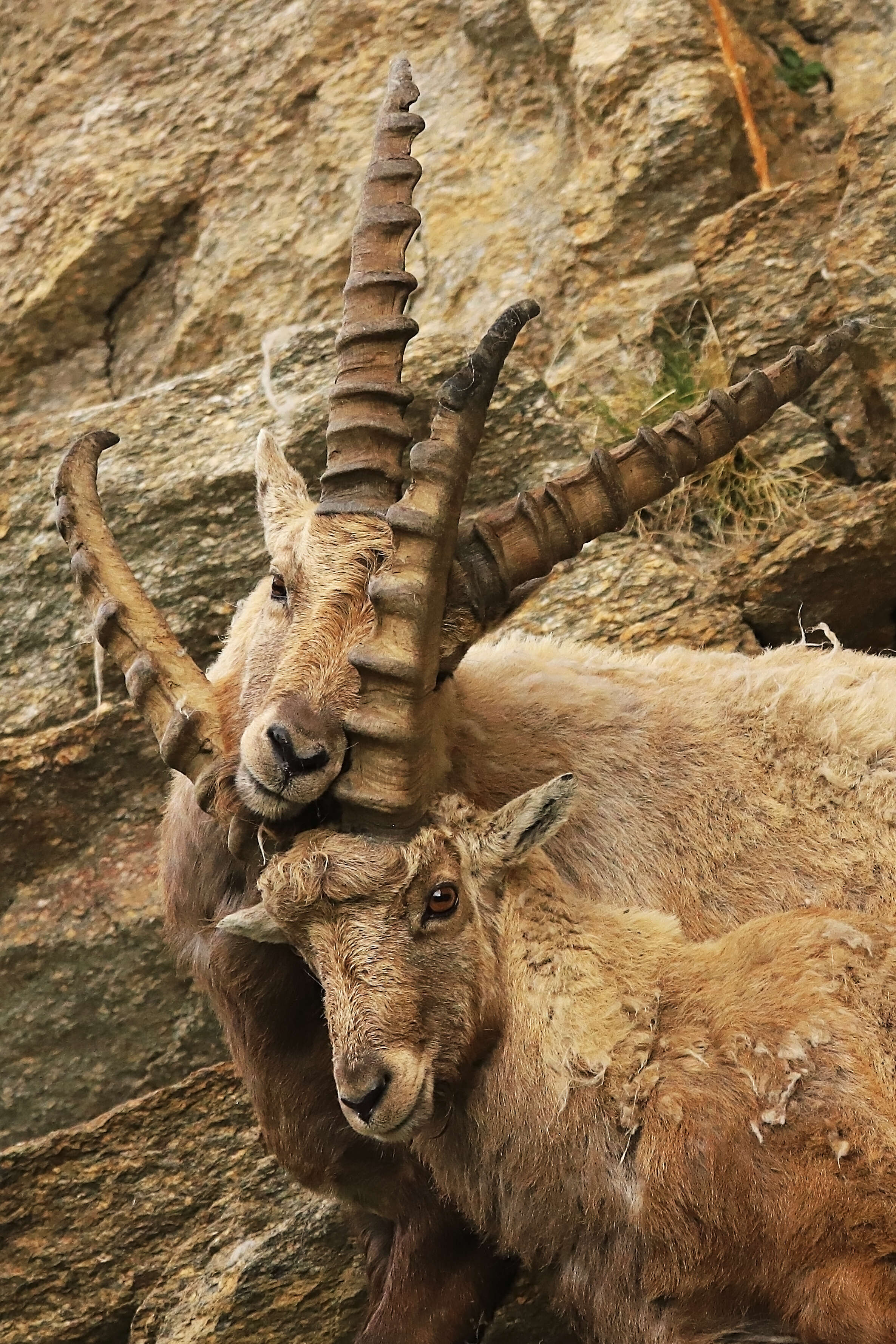 Plancia ëd Capra ibex Linnaeus 1758