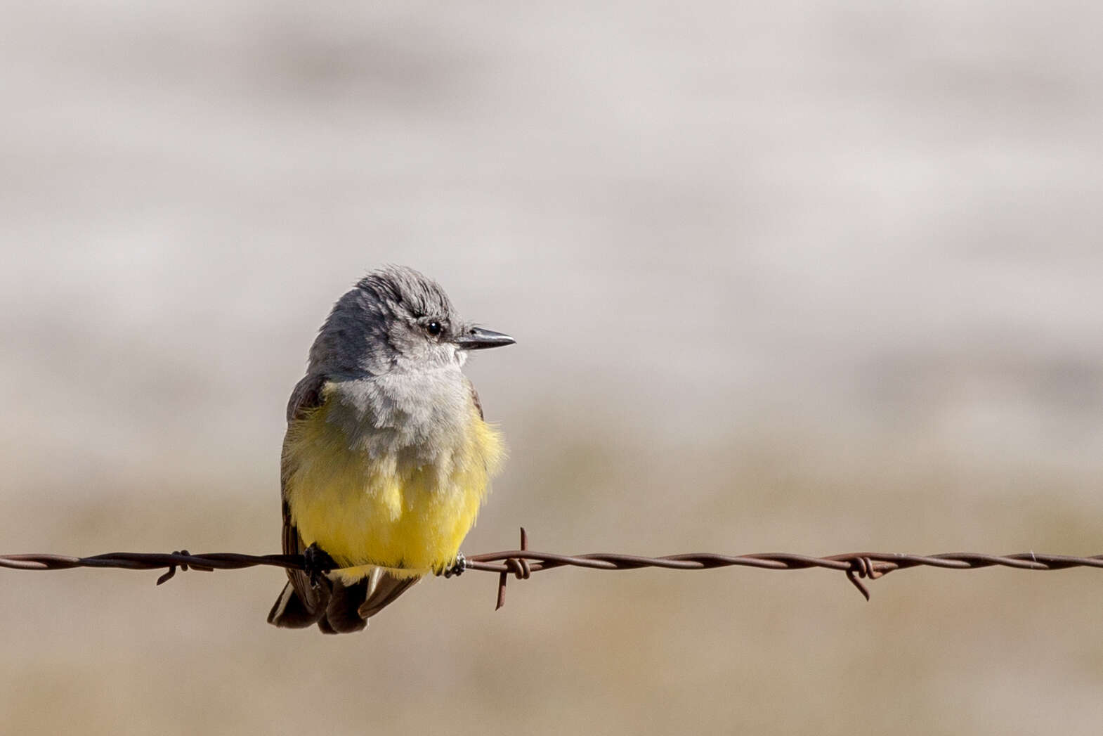 Image of Western Kingbird