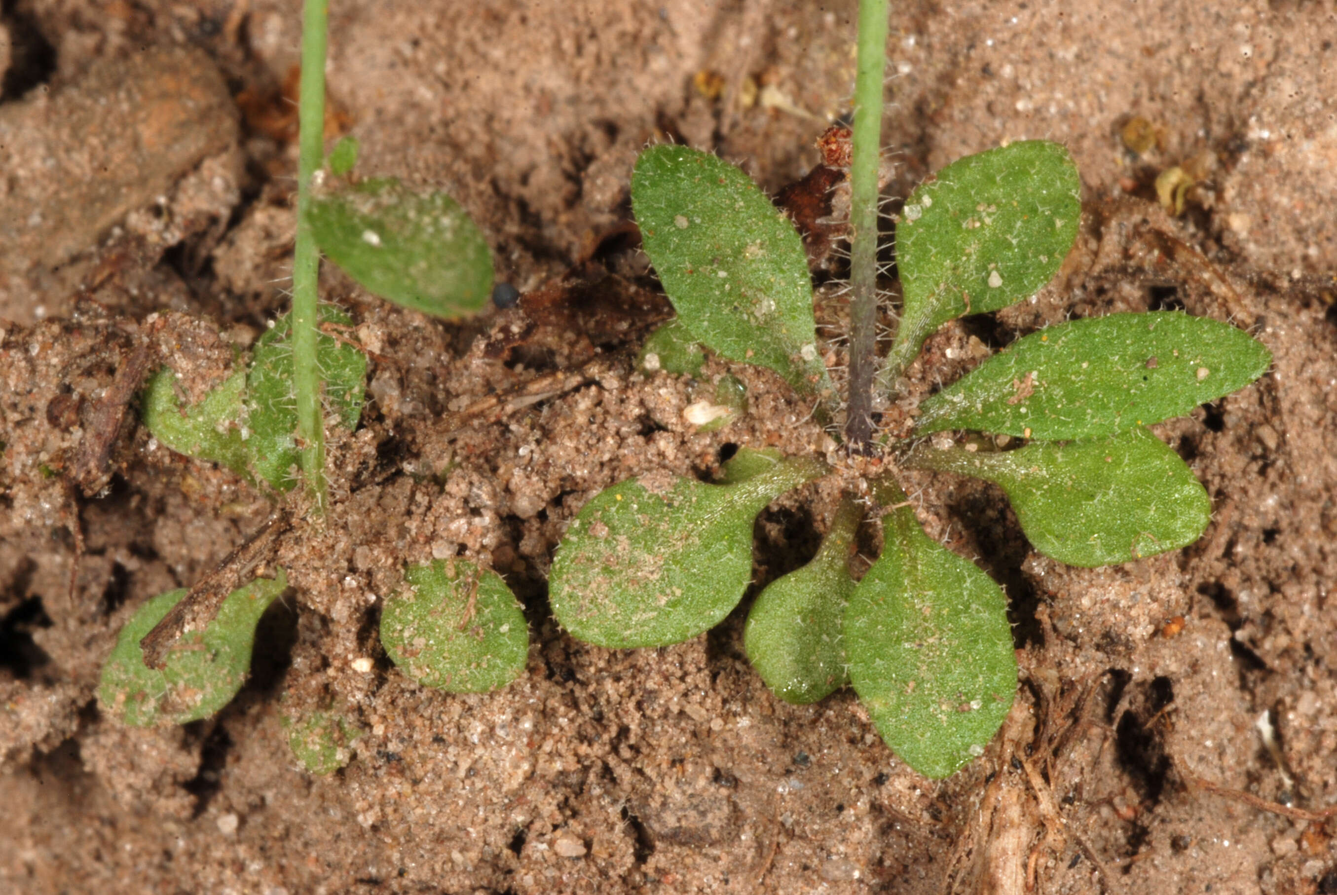 Image of Mouse-ear Cress