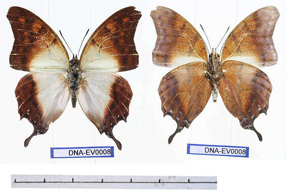 Image of Charaxes zoolina Westwood (1850)