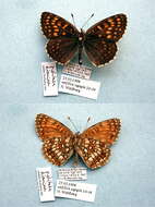 Image de Melitaea diamina