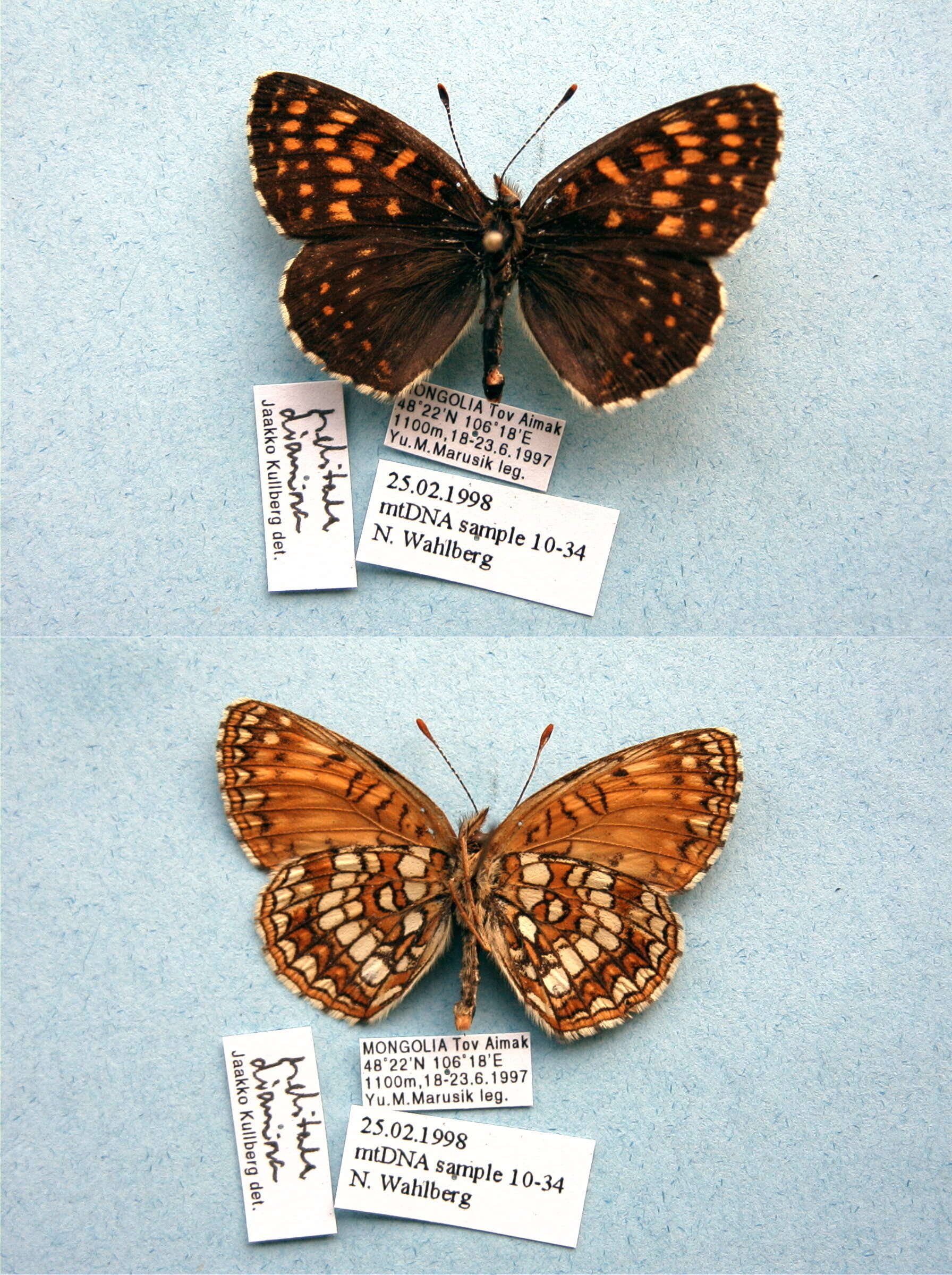 Image of Melitaea diamina