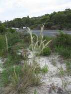 Image of Austrostipa mollis (R. Br.) S. W. L. Jacobs & J. Everett