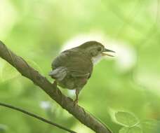 Image of Puff-throated Babbler