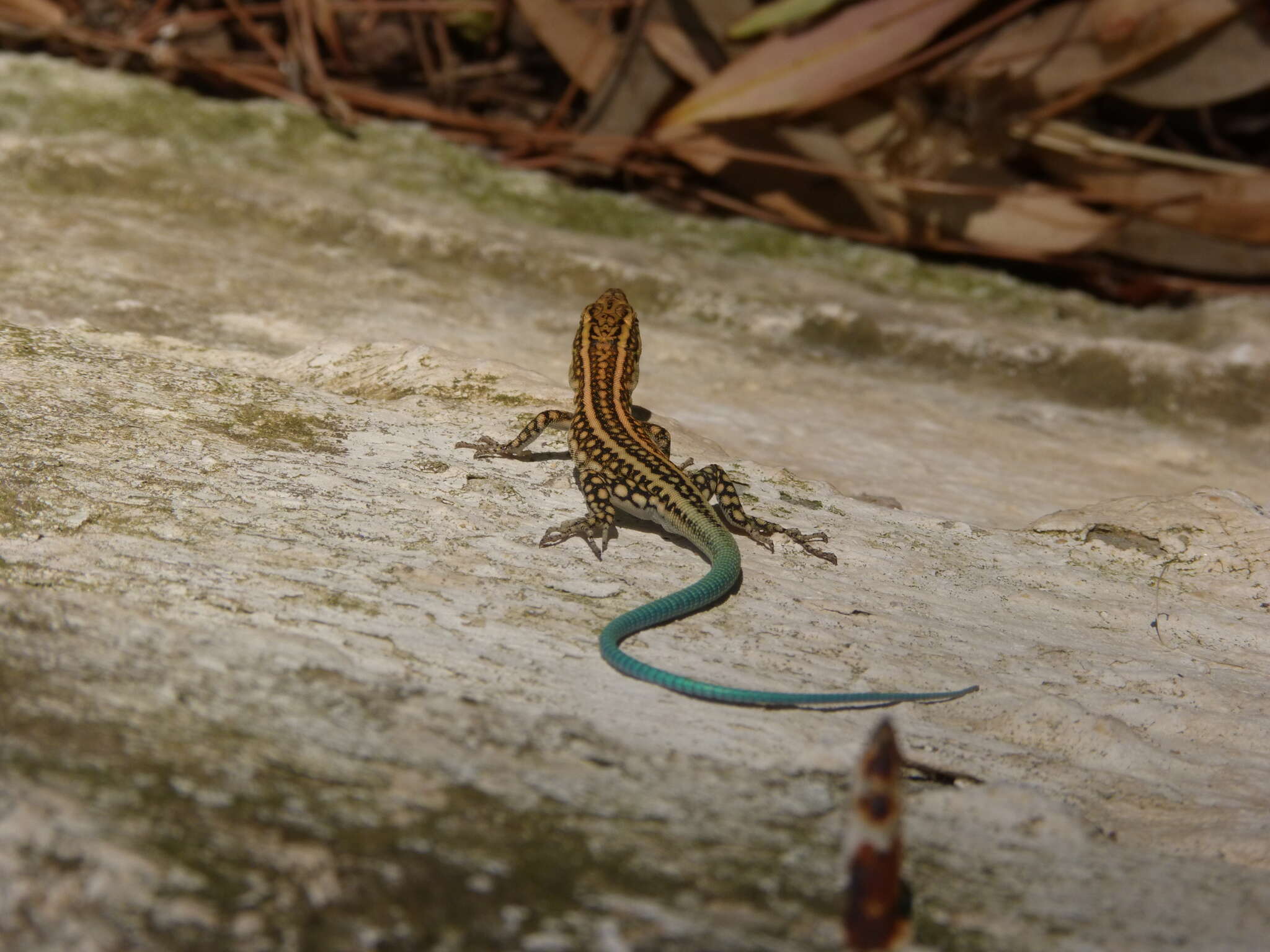 Image of Anatololacerta pelasgiana (Mertens 1959)