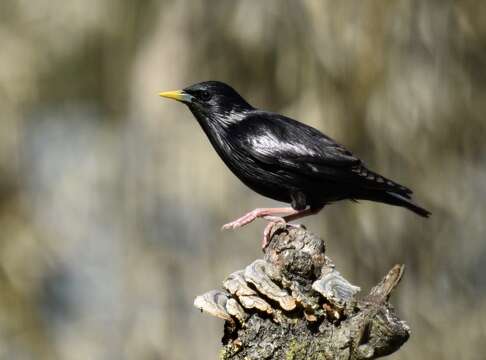 Image of Spotless Starling