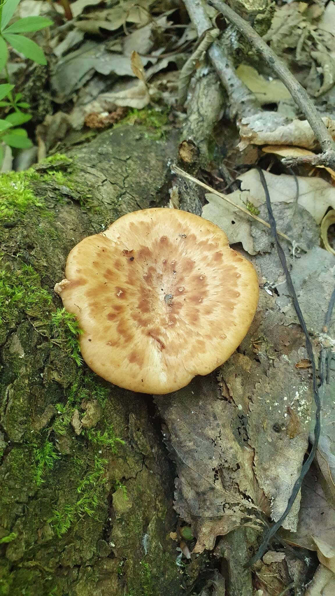 Image of Polyporus tuberaster (Jacq. ex Pers.) Fr. 1821