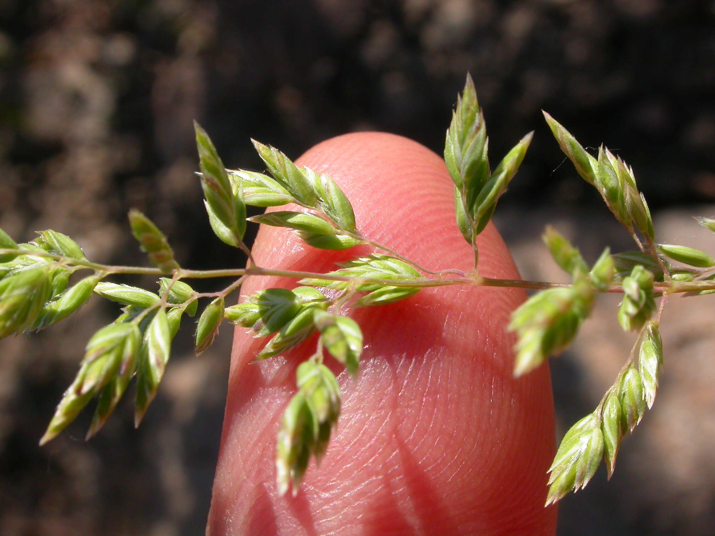 Image de Poa fendleriana (Steud.) Vasey