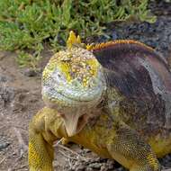 Image of Galapagos Land Iguana