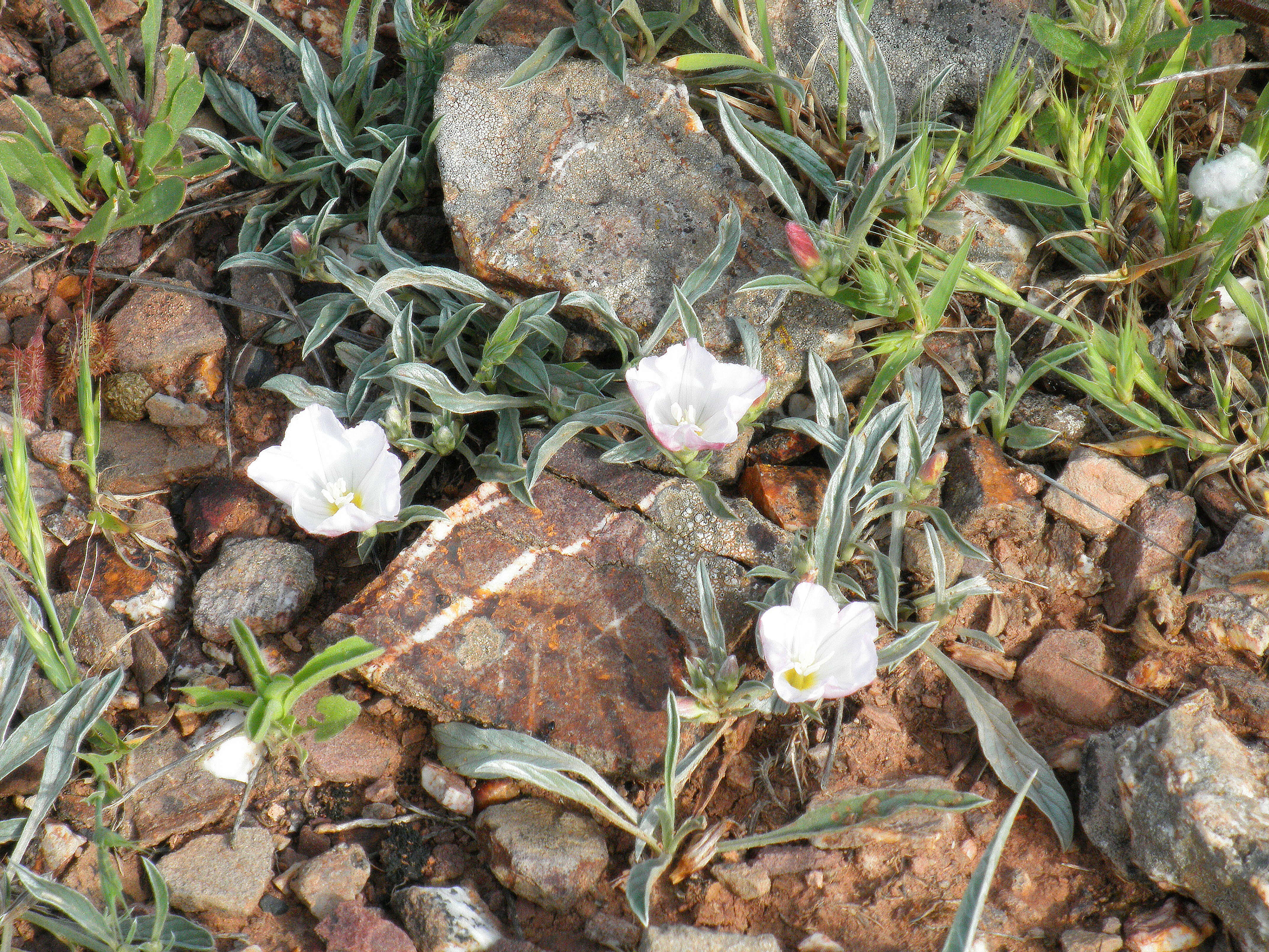 Image de Convolvulus lineatus L.