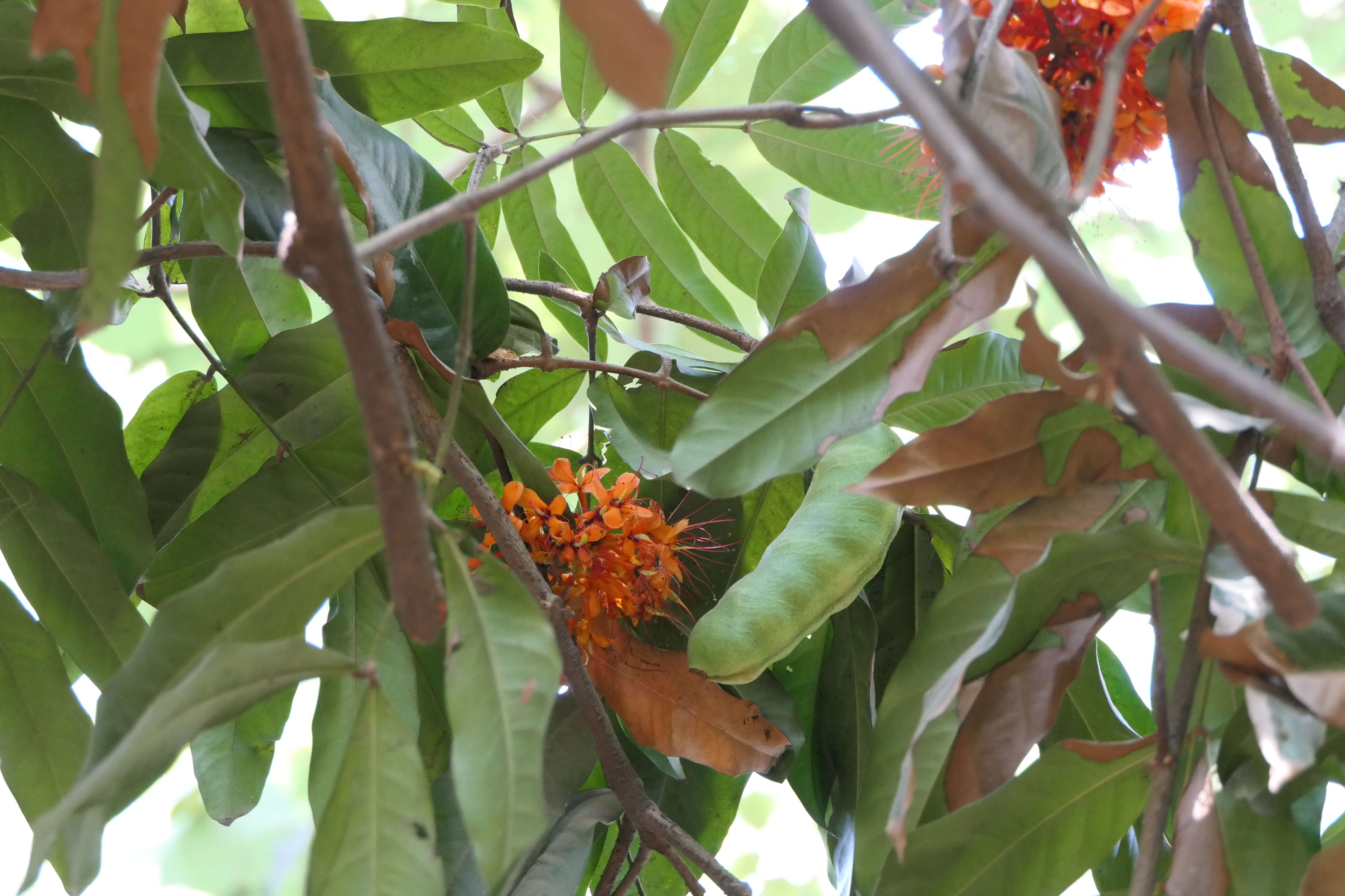 Image of Ashoka tree