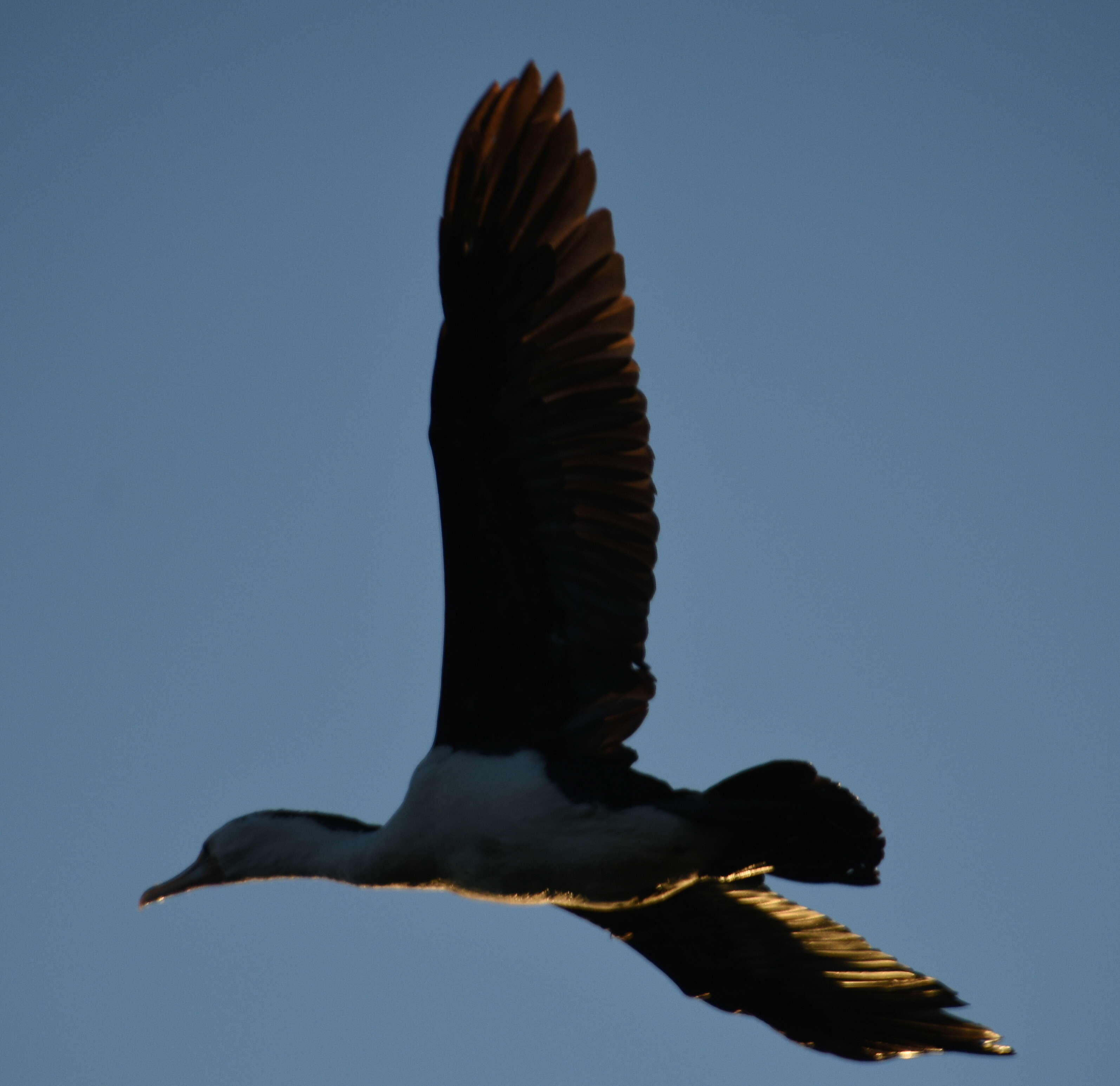 Image of Australian Pied Cormorant