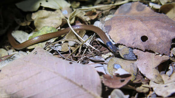 Image of Black-headed Centipede Eater