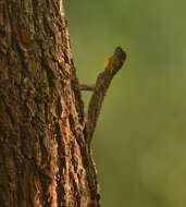 Image of Indian flying lizard