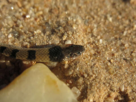 Image of Plumbeous or Reticulated Centipede Eater