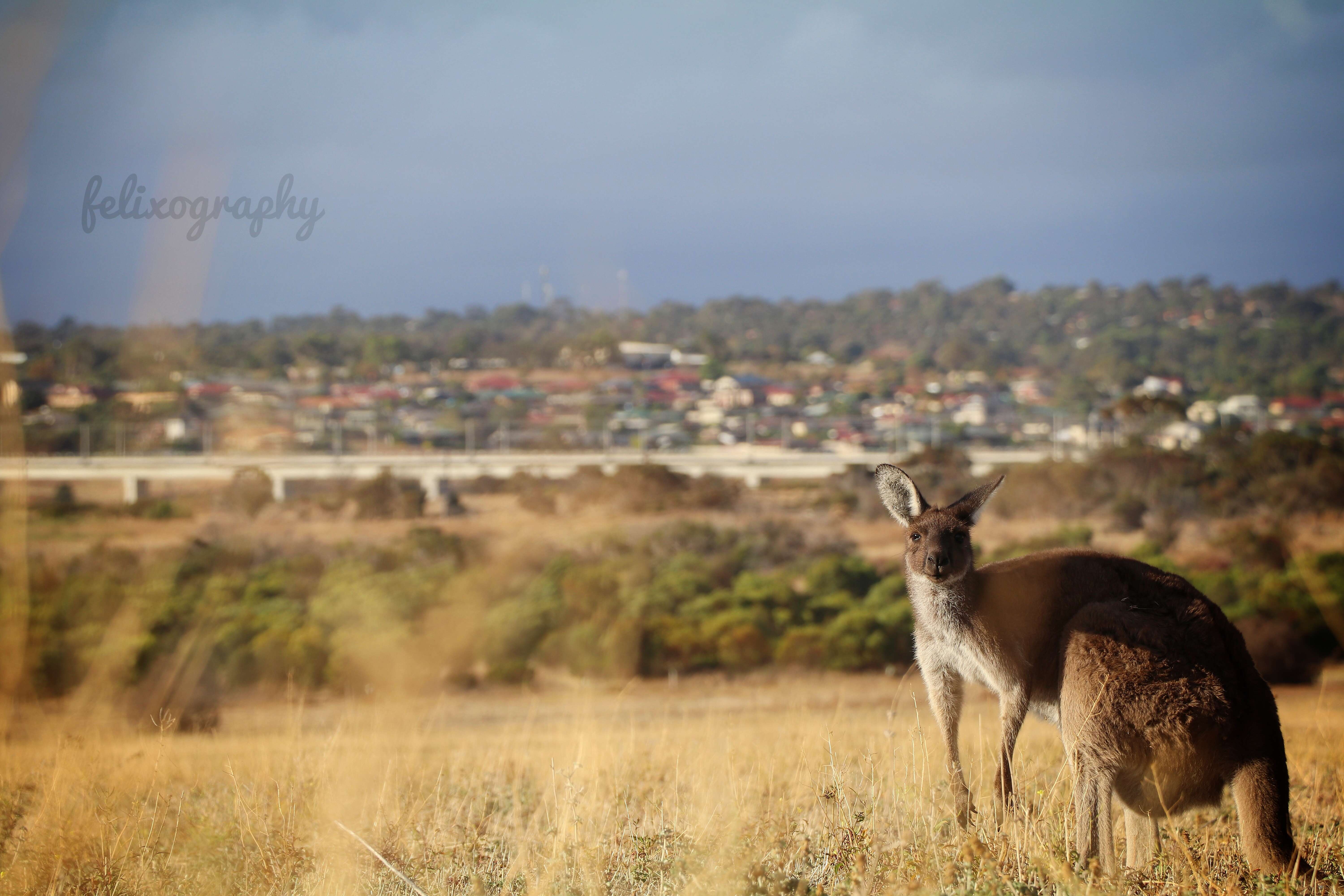 Image of Kangaroo Island Western Grey Kangaroo