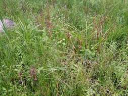 Image of Scirpus radicans Schkuhr