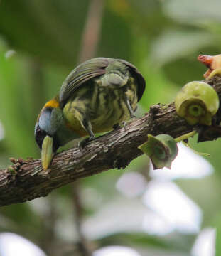 Image of Red-headed Barbet