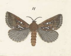 Image of Dioxycanus fusca Philpott 1914