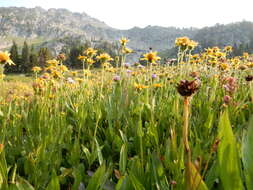 Image of hairy arnica