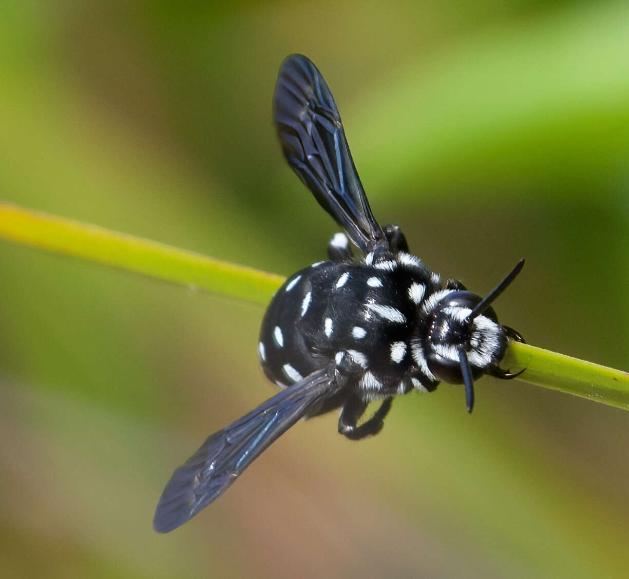 Image of Thyreus lugubris (Smith 1879)