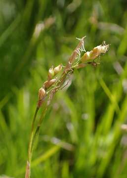 Image de Carex alba Scop.