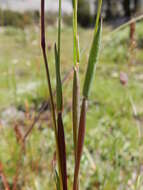 Image of alpine timothy