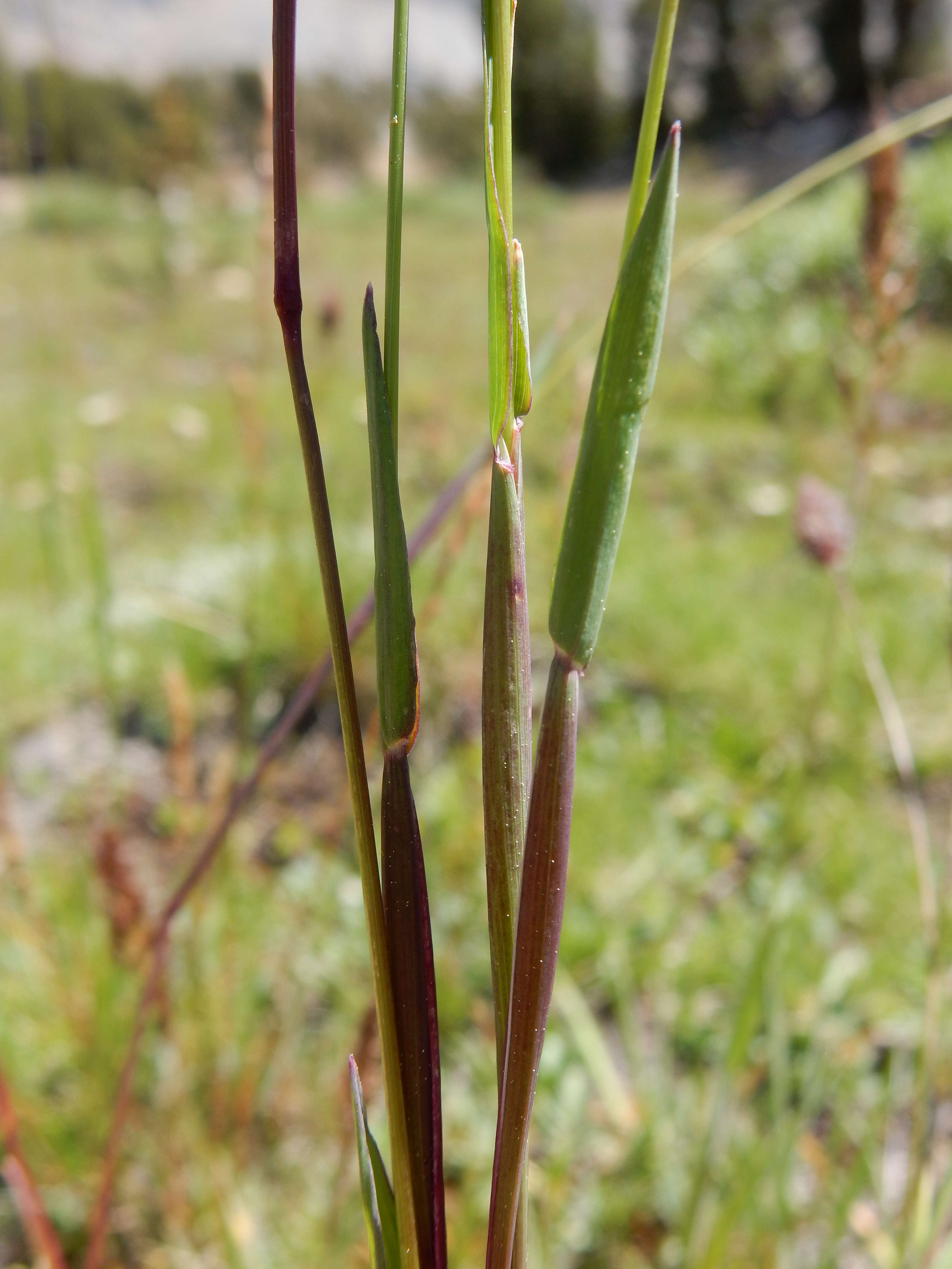 Image of alpine timothy