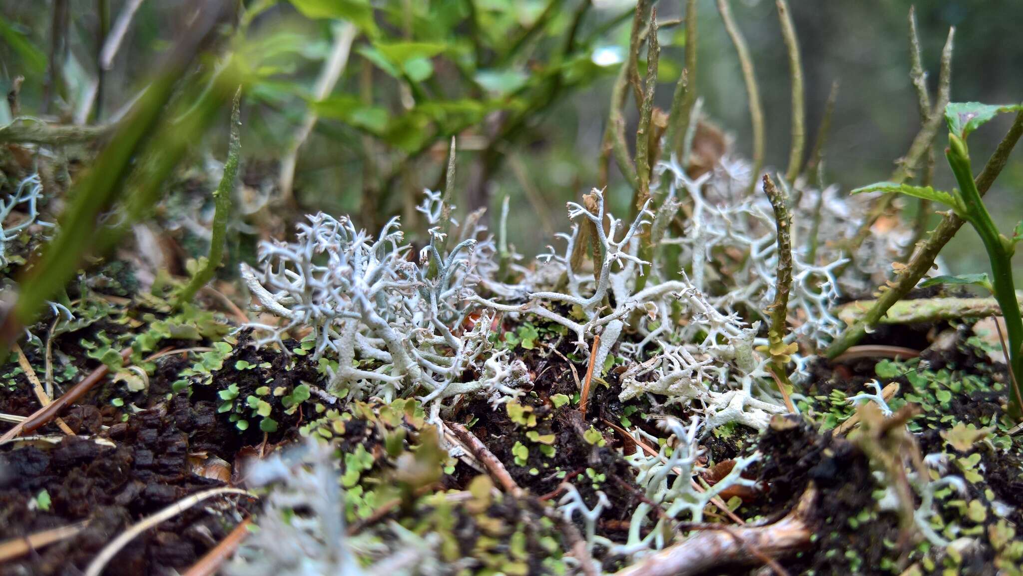 Image of Reindeer lichen