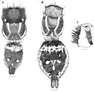 Image of Stenaelurillus lesserti Reimoser 1934