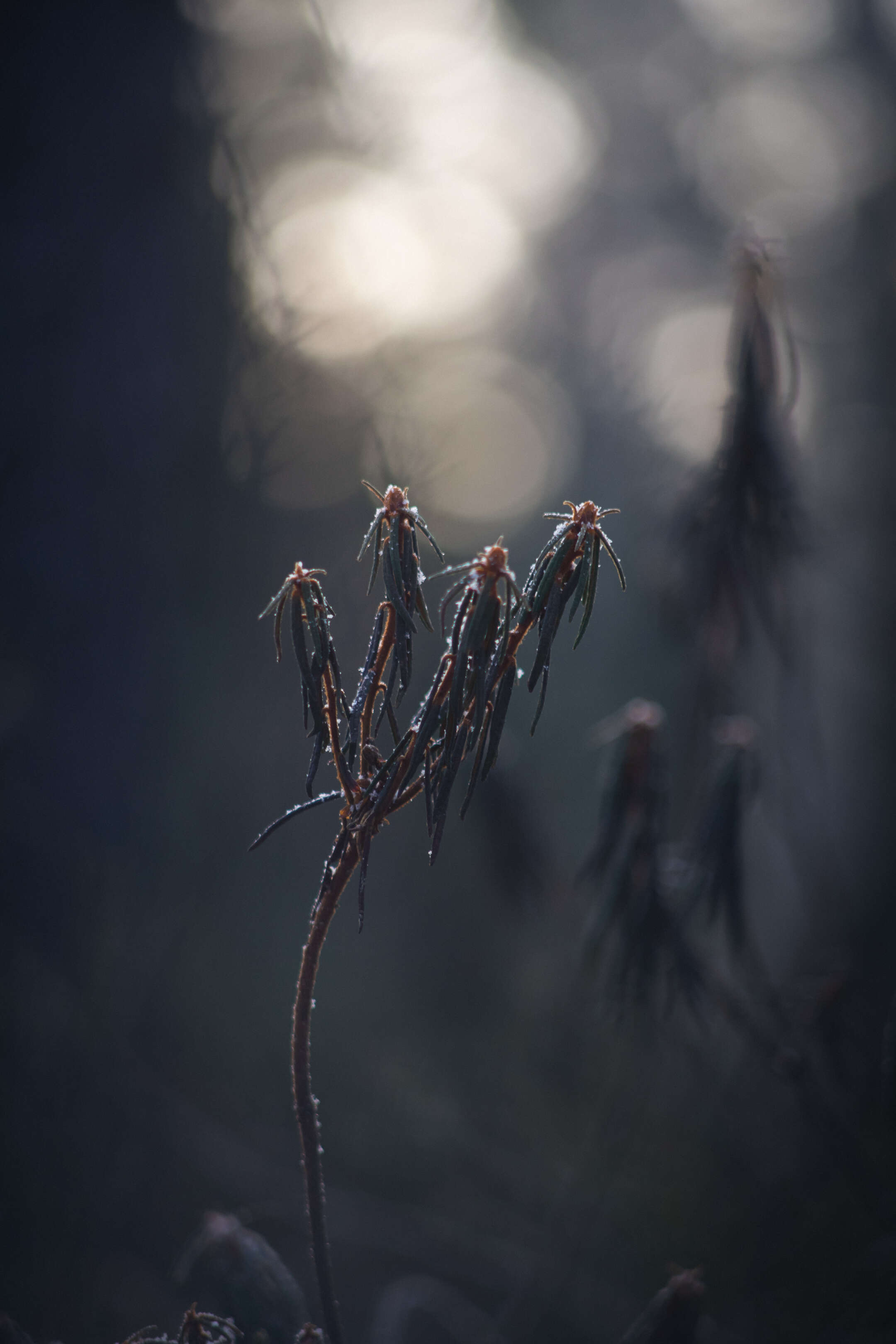 Imagem de Rhododendron tomentosum (Stokes) Harmaja