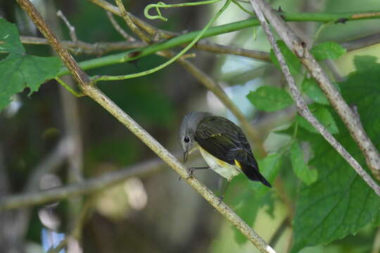 Image of American Redstart