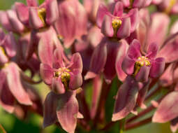 Image of prairie milkweed