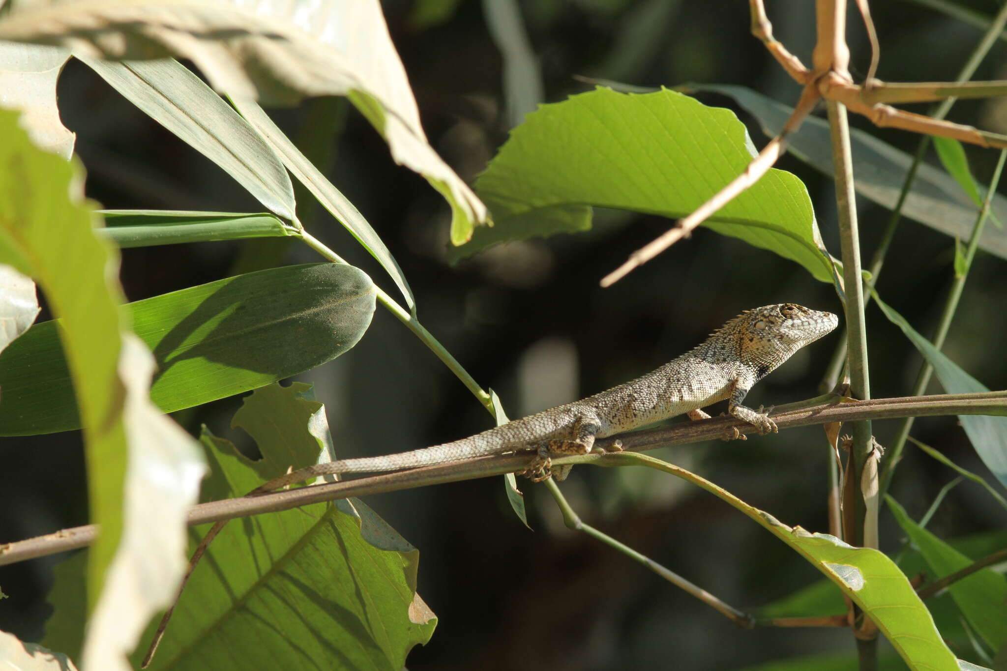 Pseudocalotes microlepis (Boulenger 1888) resmi