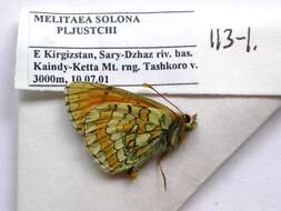 Image de Melitaea turanica Erschoff 1874