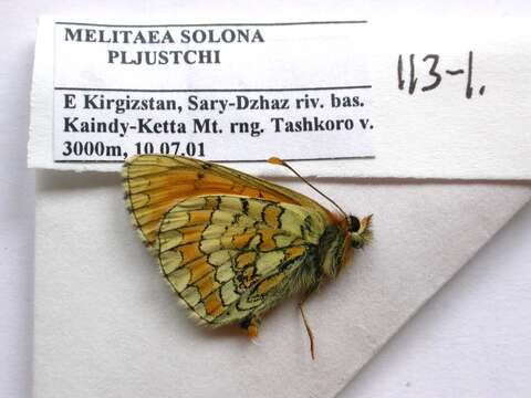 Image of Melitaea turanica Erschoff 1874