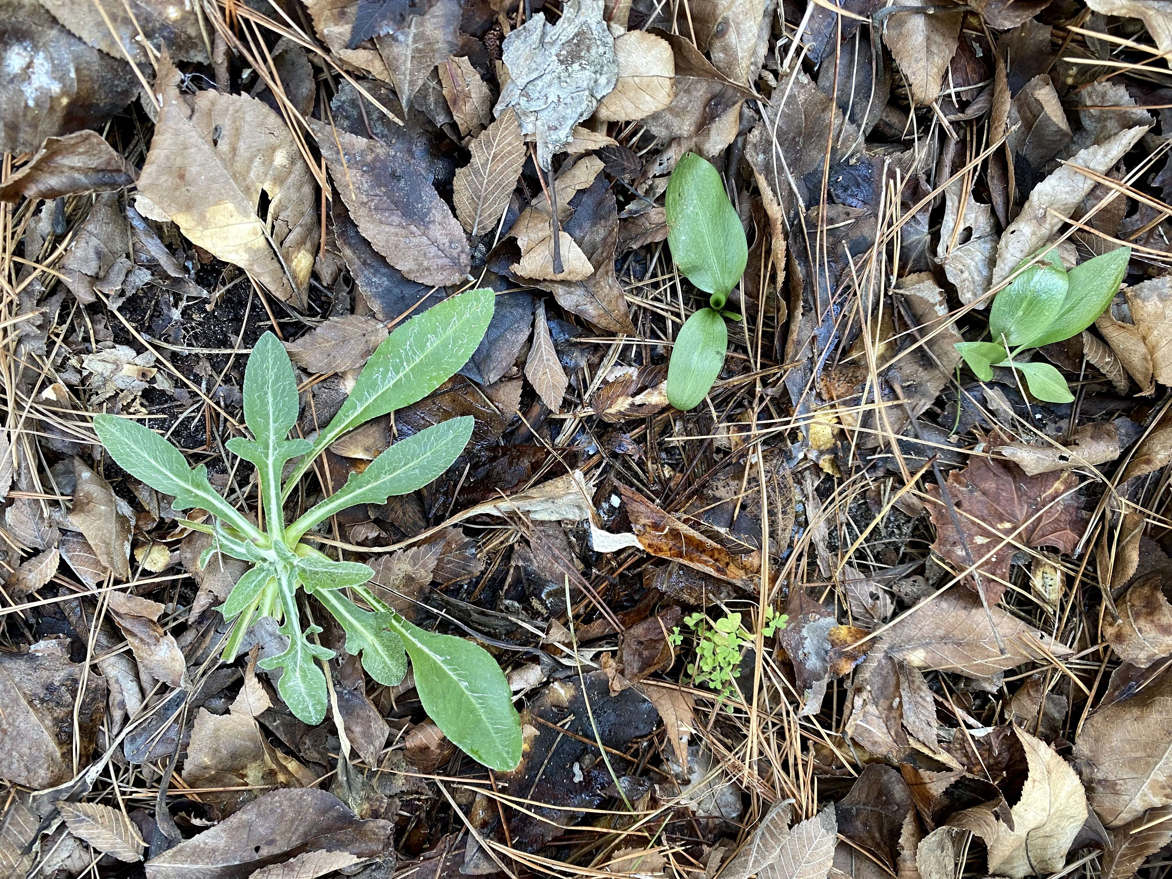 Image of Little lady's tresses