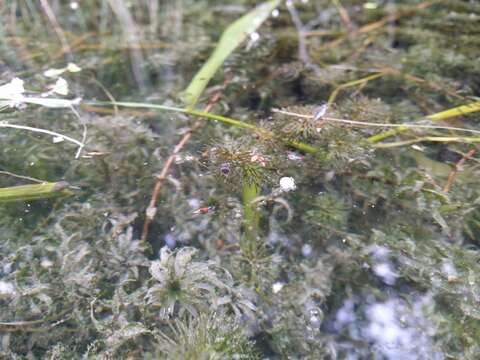 Image of western waterweed