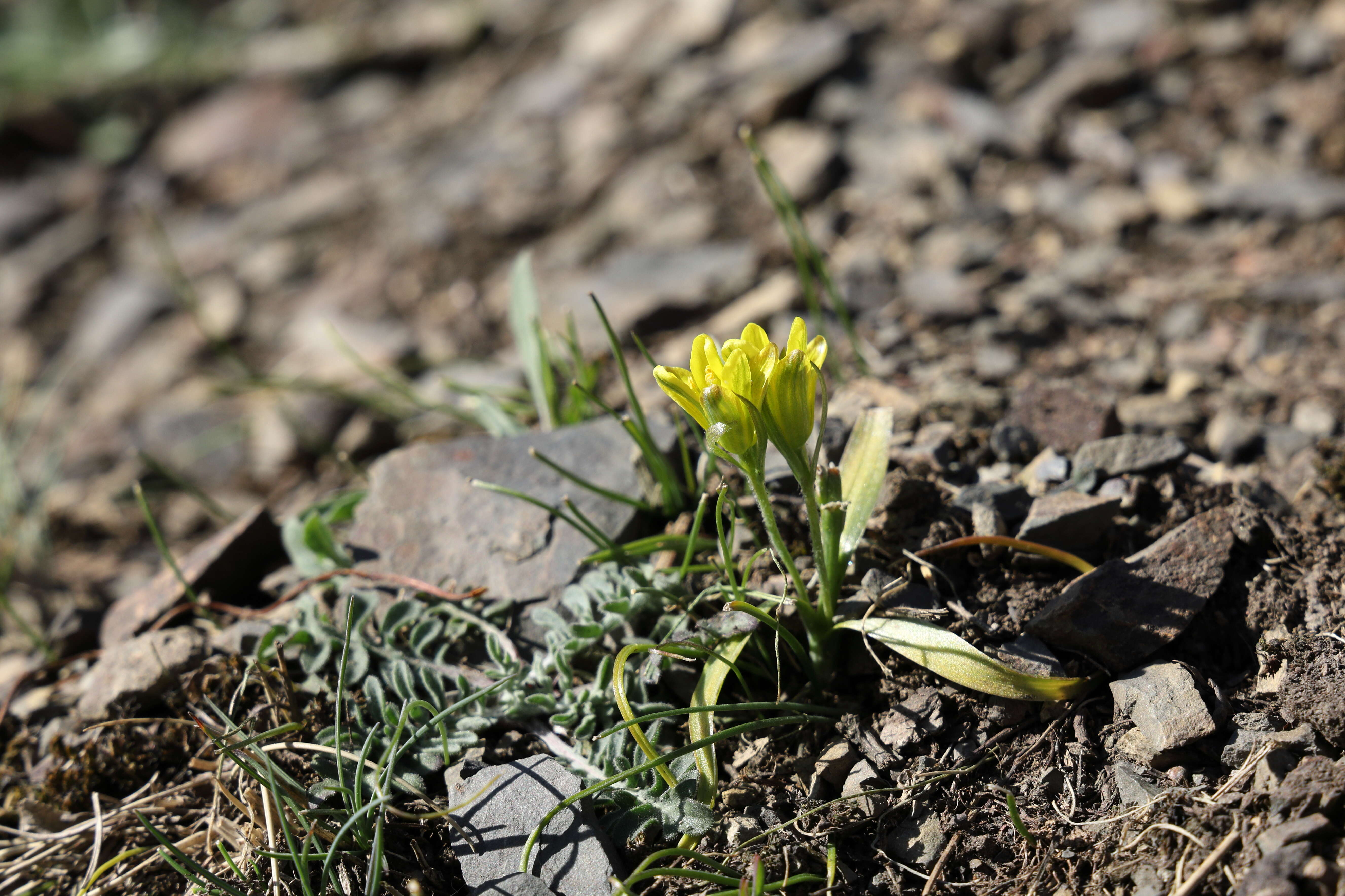 Image of star of Bethlehem