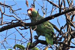 Image of Green-cheeked Amazon