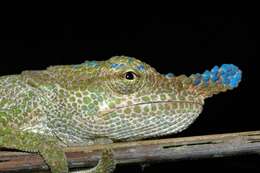 Image of Maroantsetra Chameleon