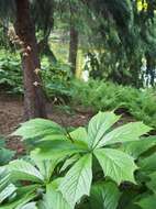 Image of Rodgersia podophylla A. Gray