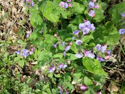 Image of Lungwort