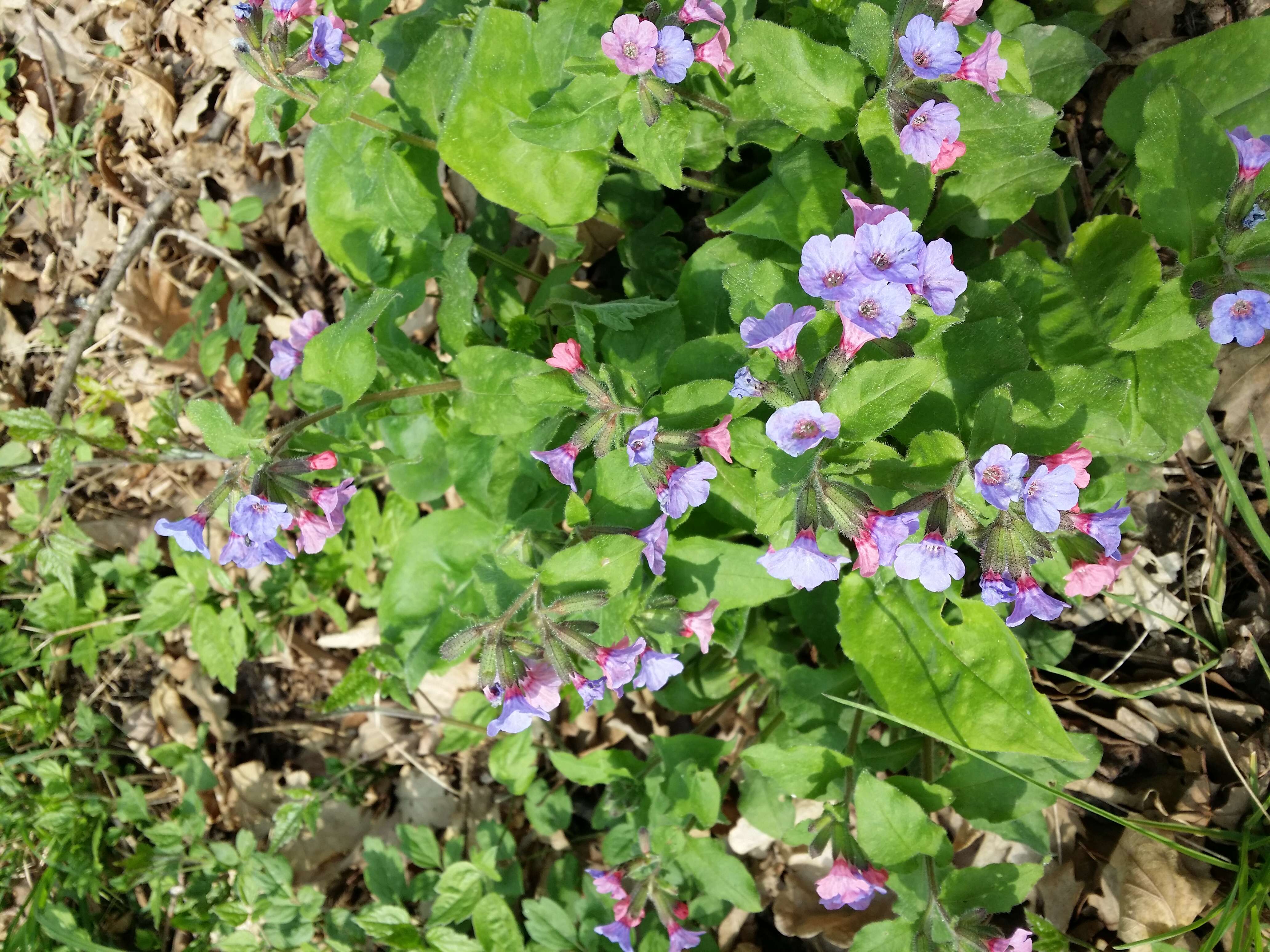 Image of Lungwort