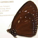 Image of Euploea dehaanii Lucas 1853